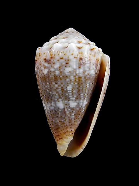 Conus encaustus 28,4 mm Gem - Thelsica