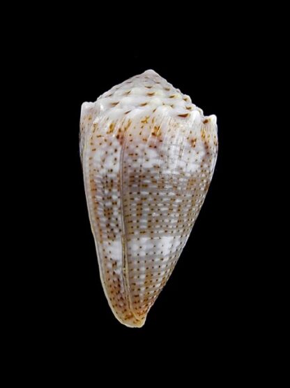Conus encaustus 28,4 mm Gem-11888