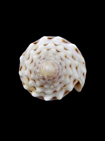Conus encaustus 28,4 mm Gem-11885