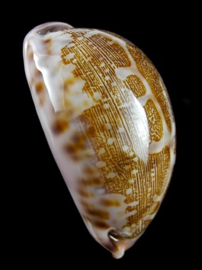 Cypraea mappa viridis guamensis ...57,7 mm Gem-11915