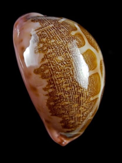 Cypraea mappa viridis guamensis ... PINK.... 56,7 mm Gem-11903