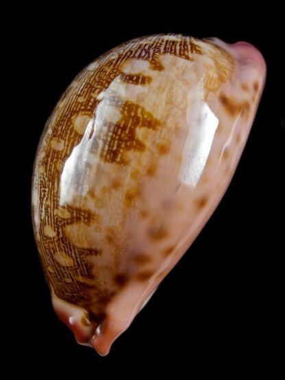 Cypraea mappa viridis guamensis ... PINK.... 56,7 mm Gem-11904