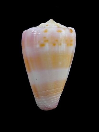 Conus devorsinei 28,7 mm Gem-12029