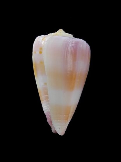 Conus devorsinei 28,7 mm Gem-12030