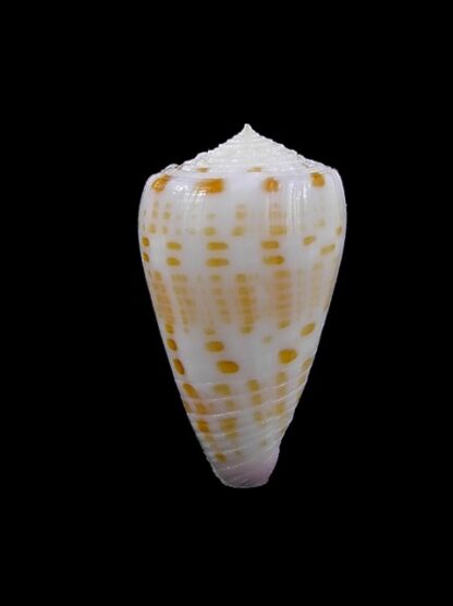 Conus devorsinei 24,7 mm Gem-12018