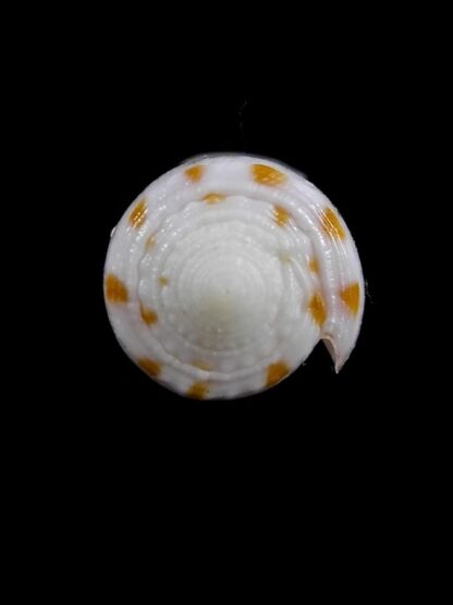 Conus devorsinei 24,7 mm Gem-12021