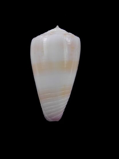 Conus devorsinei 29,1 mm Gem-12011