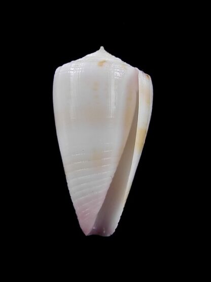 Conus devorsinei 29,1 mm Gem-12007