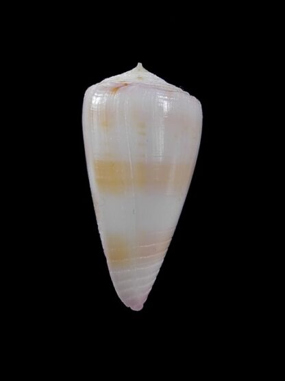 Conus devorsinei 29,1 mm Gem-12008