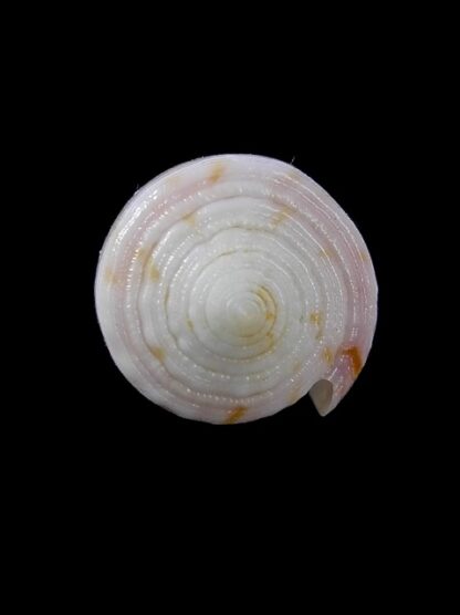 Conus devorsinei 29,1 mm Gem-12010