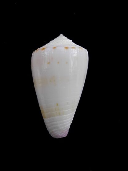 Conus devorsinei 26,7 mm F+++/Gem-11991