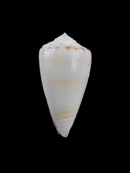 Conus devorsinei 26,7 mm F+++/Gem-11990