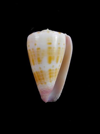 Conus devorsinei 26,30 mm Gem-12000