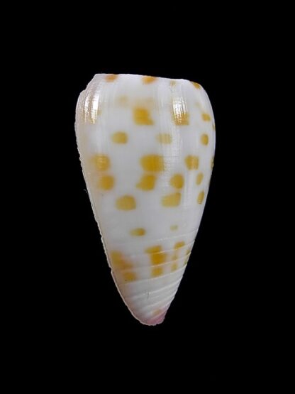 Conus devorsinei 26,6 mm Gem-11981