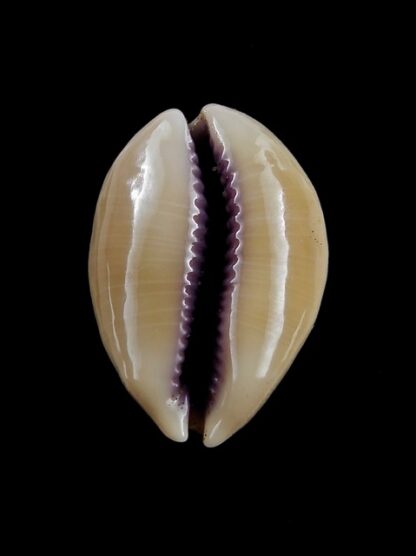 Cypraea carneola propinqua 27,5 mm Gem-12045