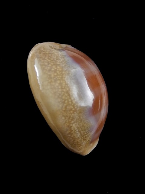 Cypraea carneola propinqua 27,5 mm Gem - Thelsica