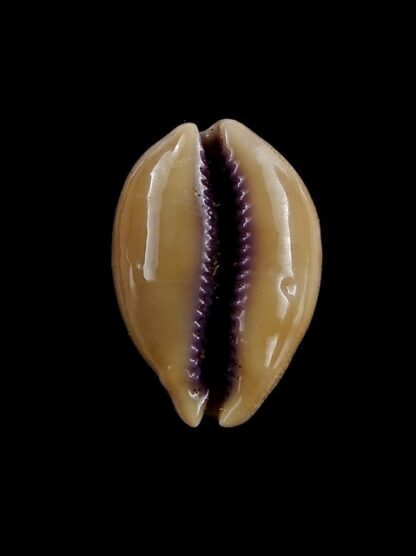 Cypraea carneola propinqua 24,5 mm Gem-12052