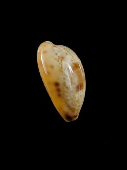 Cypraea walkeri surabajensis..DWARF.. 18,2 mm Gem-12224