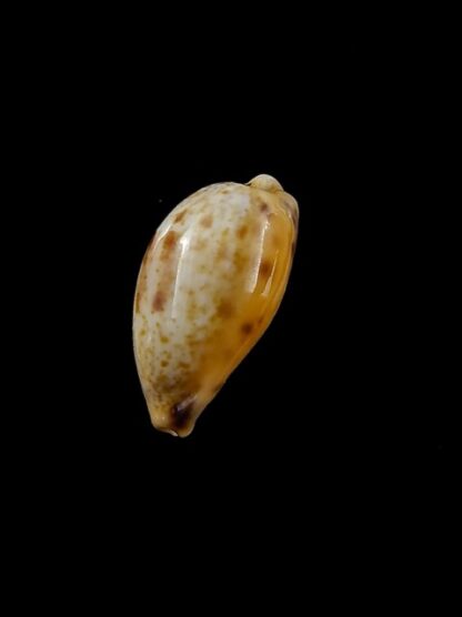 Cypraea walkeri surabajensis..DWARF.. 18,2 mm Gem-12225