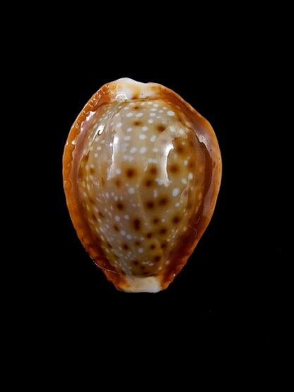 Naria bellatrix . 25,4 mm Gem-12151