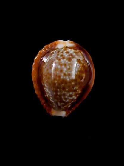 Naria bellatrix . 20,7 mm Gem-12141