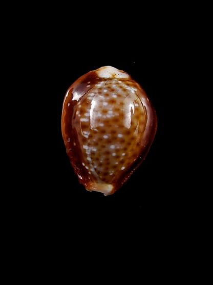 Naria bellatrix . 19,3 mm Gem-12119