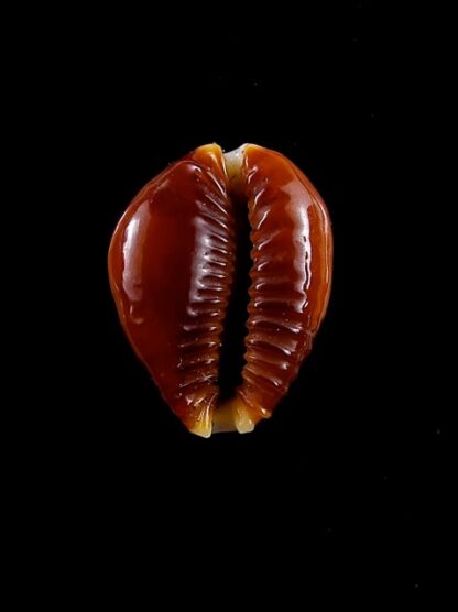Naria bellatrix . 19,3 mm Gem-12121