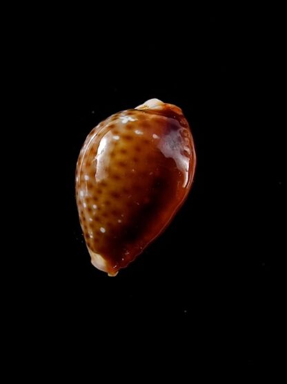 Naria bellatrix . 19,3 mm Gem-12120