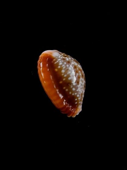 Naria bellatrix . 17 mm Gem-12111