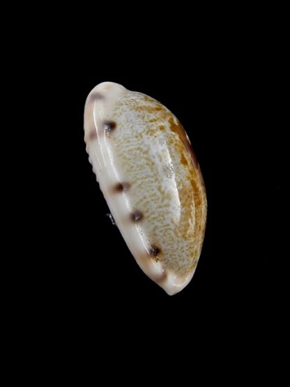 Cypraea pellucens pellucens 26,3 mm Gem-12206