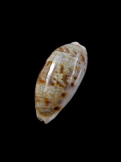 Cypraea pellucens pellucens 26,3 mm Gem-12204