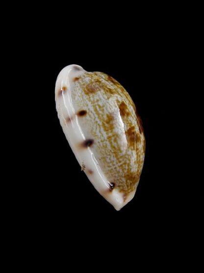 Cypraea pellucens pellucens 23,9 mm Gem-12195