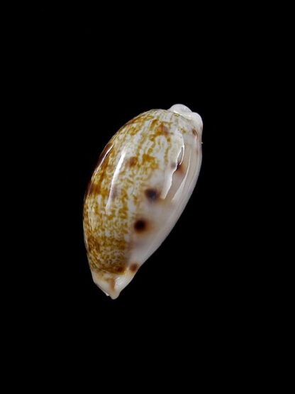 Cypraea pellucens pellucens 23,9 mm Gem-12193