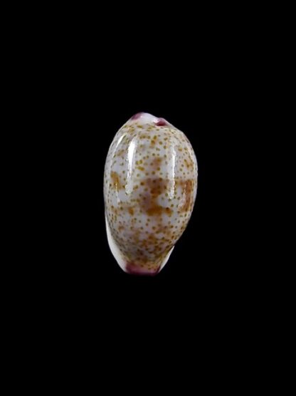 Purpuradusta fimbriata marquesana 11,8 mm Gem-12100