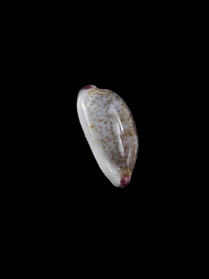 Purpuradusta fimbriata marquesana 11,8 mm Gem-12102