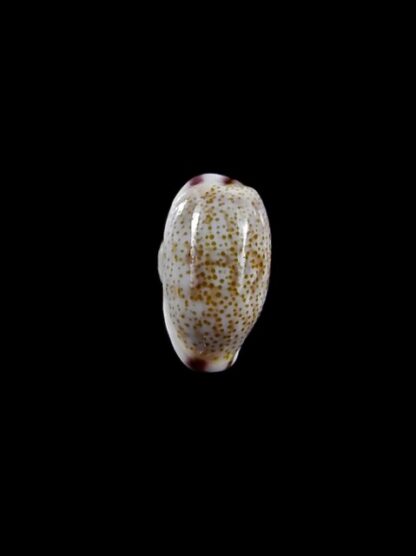 Purpuradusta fimbriata marquesana 10,6 mm Gem-12082