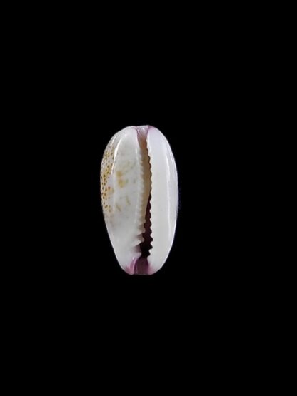 Purpuradusta fimbriata marquesana 10,6 mm Gem-12083
