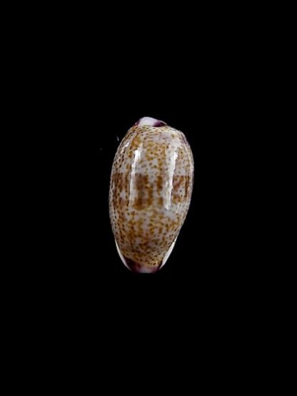Purpuradusta fimbriata marquesana 10,9 mm Gem-12091