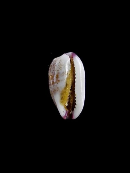Purpuradusta fimbriata marquesana 10,9 mm Gem-12093