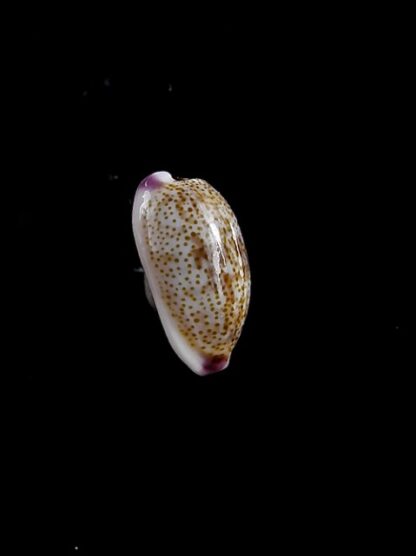 Purpuradusta fimbriata marquesana 10,9 mm Gem-12092
