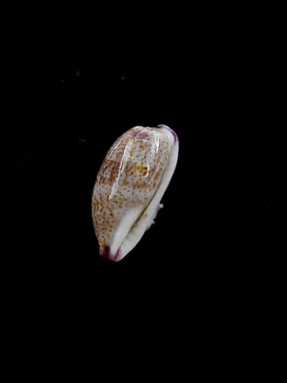 Purpuradusta fimbriata marquesana 10,9 mm Gem-12090