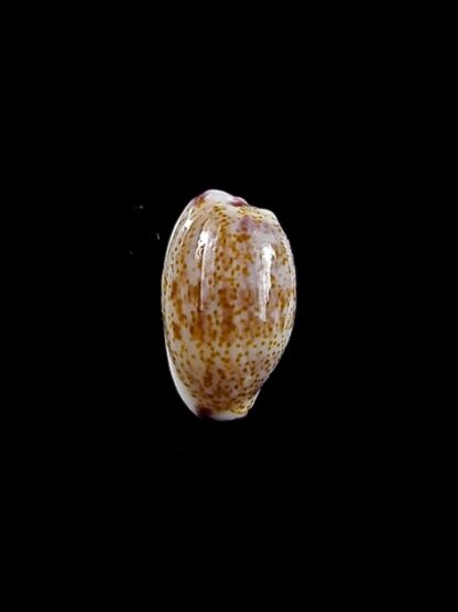 Purpuradusta fimbriata marquesana 10,2 mm Gem-12071