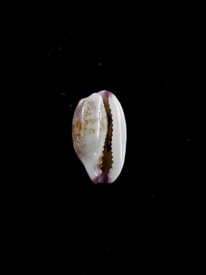Purpuradusta fimbriata marquesana 10,2 mm Gem-12070