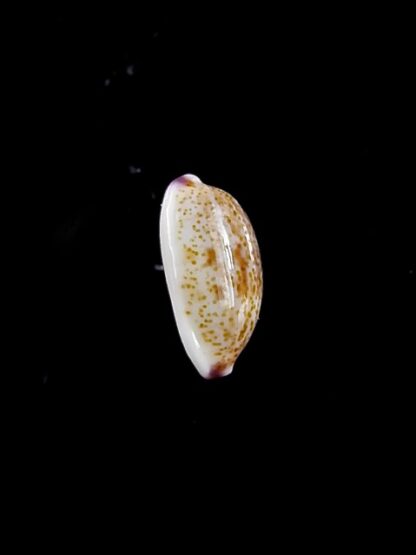 Purpuradusta fimbriata marquesana 10,2 mm Gem-12073
