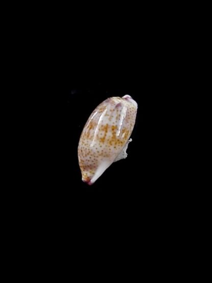 Purpuradusta fimbriata marquesana 10,2 mm Gem-12072