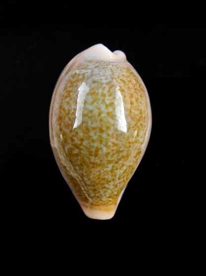 Cypraea ovum chrysostoma 30,2 mm Gem-12174
