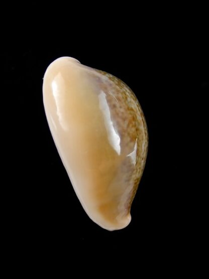 Cypraea ovum chrysostoma 30,2 mm Gem-12175
