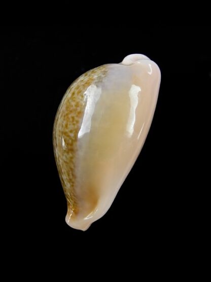 Cypraea ovum chrysostoma 30,2 mm Gem-12176