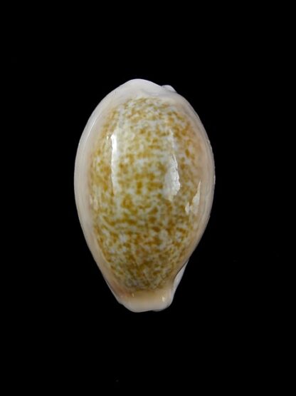 Cypraea ovum chrysostoma 24,1 mm Gem-12166
