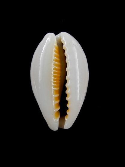 Cypraea ovum chrysostoma 24,1 mm Gem-12164